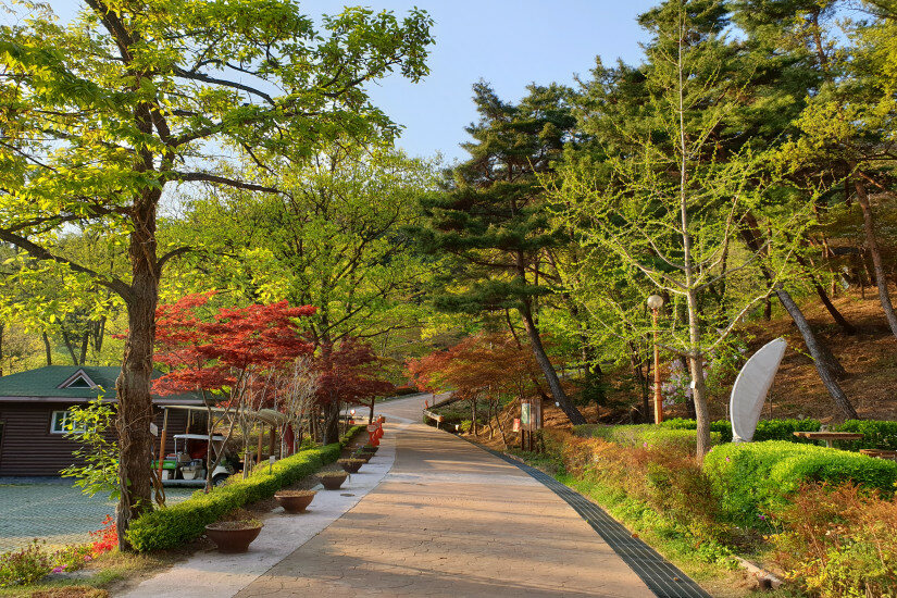 <p>Bosque recreativo (lugar para ir de vacaciones)</p>