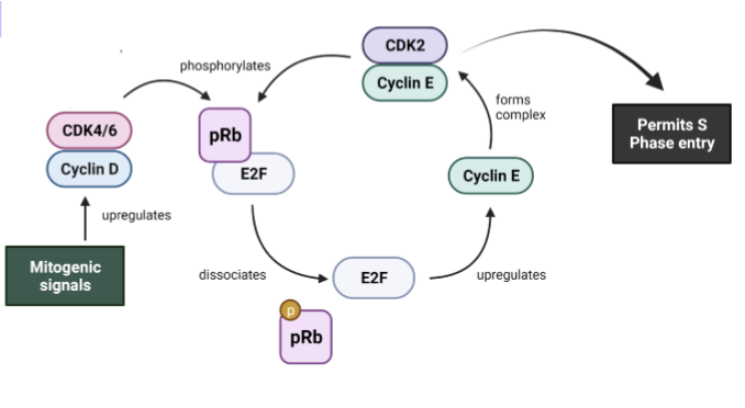 <ol><li><p>Once CDK4/6-cyclin D complex is active, it phosphorylates pRb which is a tumour suppressor</p></li><li><p>This phosphorylation blocks interaction between pRb and the transcription factor E2F. </p></li><li><p>E2F is then able to activate transcription of genes important for transition to S-phase such as:</p></li></ol><ul><li><p>Cyclin E: This interacts with CDK2 which further phosphorylates pRB to block it’s activity and support elevated E2F transcriptional function</p></li><li><p>Numerous genes involved in DNA synthesis which prepare the cell to allow replication of DNA in S-phase</p></li></ul><p></p>