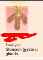 <p>what is the exocrine gland?</p>