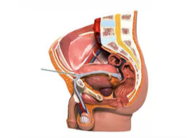 <p><span>Identify the highlighted structure</span></p>
