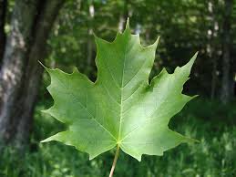 <p>what is the scientific name of sugar maple</p>