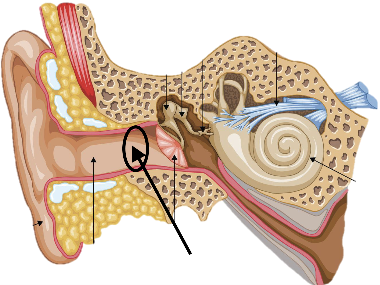 <p>Name the feature of the ear ossicle</p>
