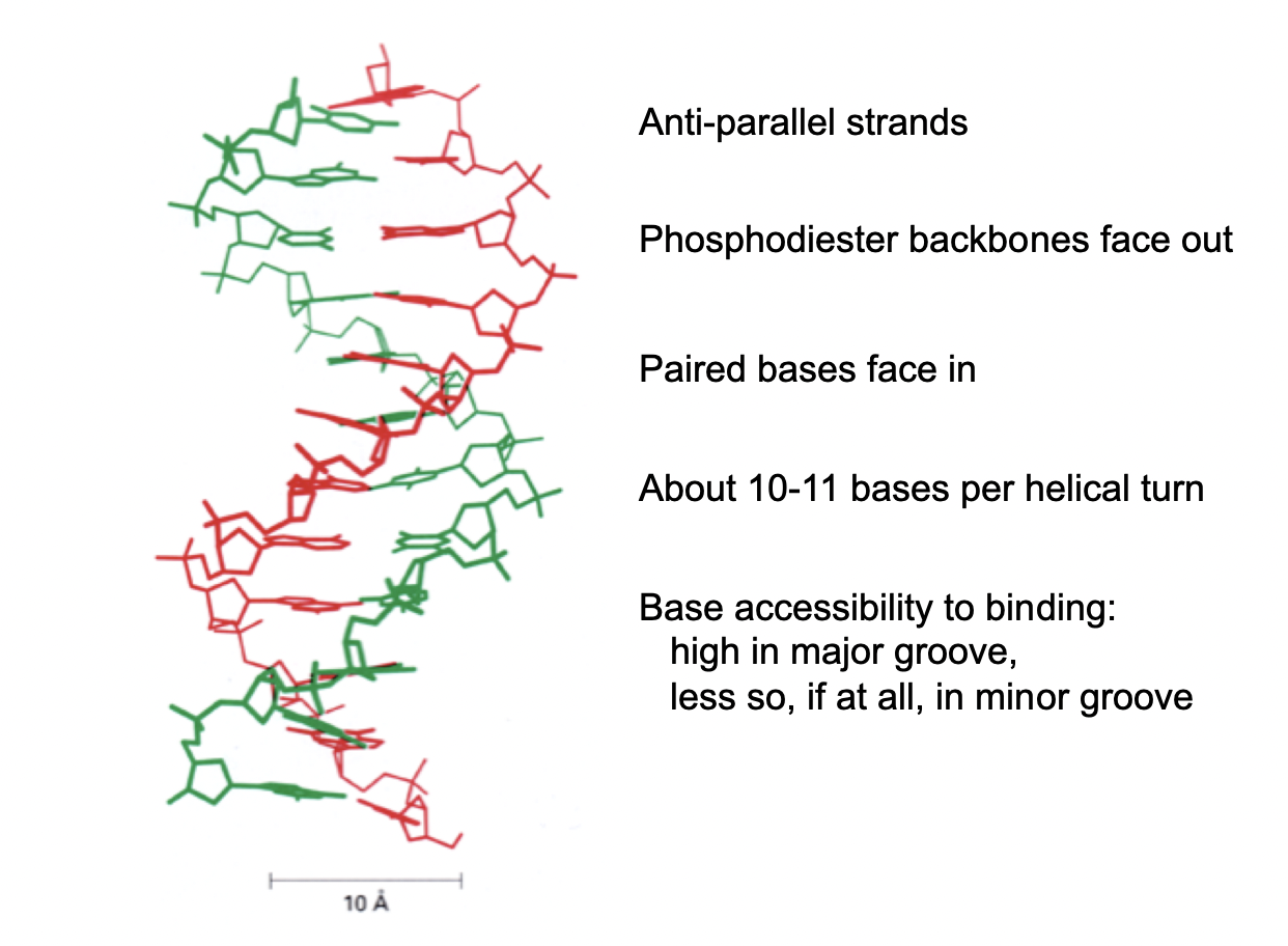 <ol><li><p>outer sugar-phosphate backbone chains connected via hydrogen-bonded base-pairs</p></li><li><p>forms<strong> major</strong>&nbsp;and<strong> minor</strong>&nbsp;groove</p></li><li><p>anti-parallel strands</p></li><li><p>phosphodiester backbones face OUT</p></li><li><p>paired bases face in</p></li><li><p>10-11 bases per helical turn</p></li><li><p>Base accessibility in binding</p><ul><li><p><strong>high</strong> in major groove</p></li><li><p><strong>less so</strong> if at all in minor groove</p></li></ul></li></ol><p></p>