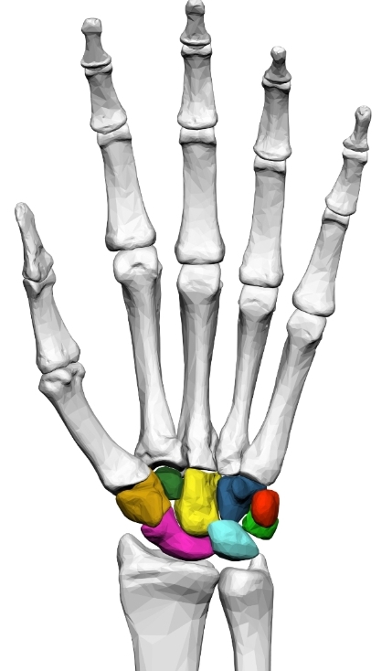 <p>How many Metacarpal Bones are in the Wrist?</p>