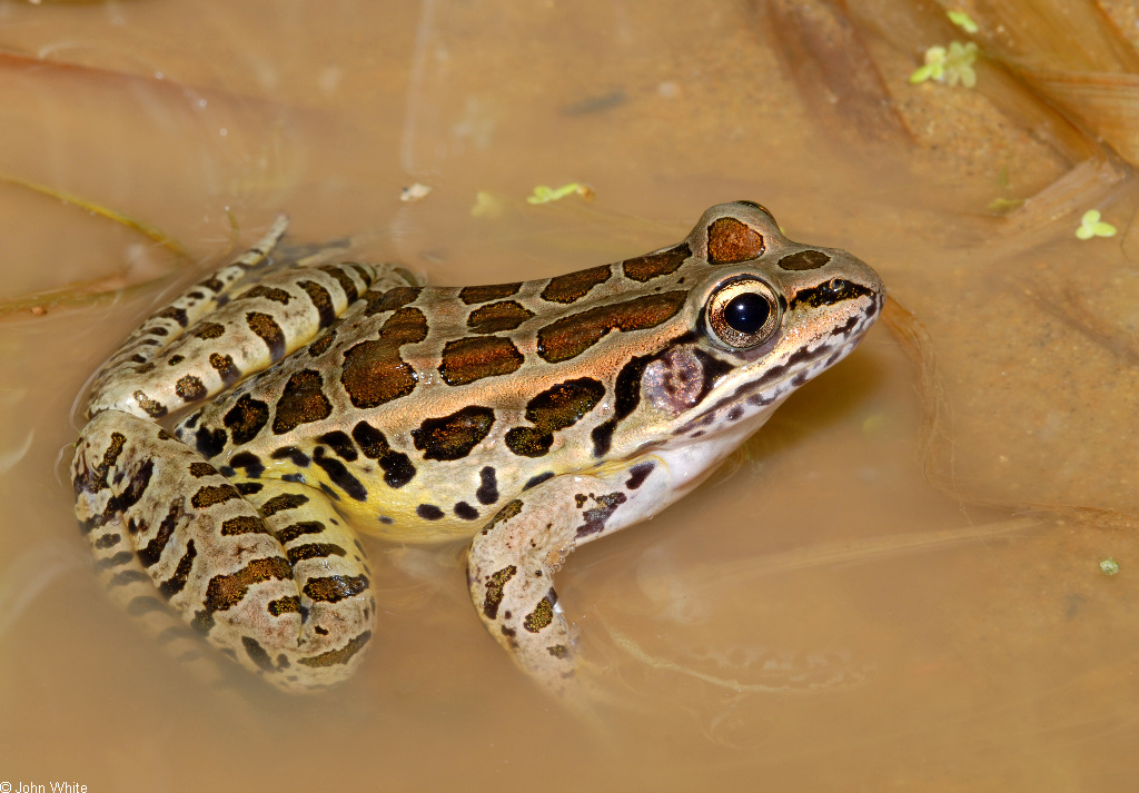 <p>Pickerel Frog</p>