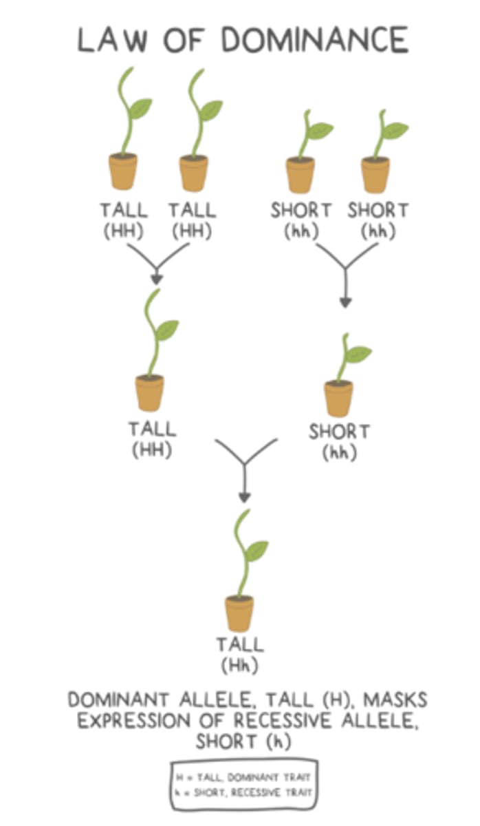 <p>dominant; recessive</p>