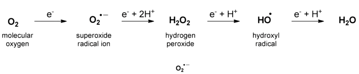 <p>highly reactive species</p>