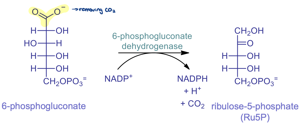 <ul><li><p>catalyzed by 6-phosphonogluconate dehydrogenase and involves reduction of NADP+ to NADPH</p></li><li><p>2 part reaction: dehydrogenation (oxidation of CHO) and decarboxylation of Beta-keto acid (removal of CO2 from 6-phosphogluconate)</p></li></ul>