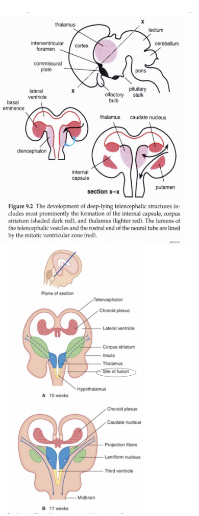 <p>The telencephalic vesicles are sort of vaults, with a roof &amp; floor — they undergo a process of expansion &amp; proliferation</p><ul><li><p>The floor of the vesicle —</p><ul><li><p>Heavy proliferation with limited/modest expansion (neurons remaining clustered) —</p><ul><li><p>Causes a thickening of the wall, with adhesion to the lateral wall of the diencephalon (blue arrow) and the formation <u>of the basal (or ganglionic) eminence, </u>which will give rise to the deep nuclei of the telencephalon</p></li></ul></li></ul></li><li><p>The vault of the vesicle —</p><ul><li><p>Proliferates and undergoes a large expansion, causing the 2 telencephalic vesicle to bend on themselves and envelop the diencephalon. This proliferation will form the cerebral cortex -</p><ul><li><p>Divided into — archicortex &amp; paleocortex, allocortex, neocortex (most proliferated in humans), isocortex</p></li></ul></li></ul></li><li><p>Median walls of the vault —</p><ul><li><p>Thin, with the formation of the tela choroidea &amp; choroid plexuses of the lateral ventricles</p></li></ul></li><li><p>Olfactory bulbs —</p><ul><li><p>Form from the 2 telencephalic vesicles &amp; connect to the olfactory (I) nerve</p></li></ul></li></ul>