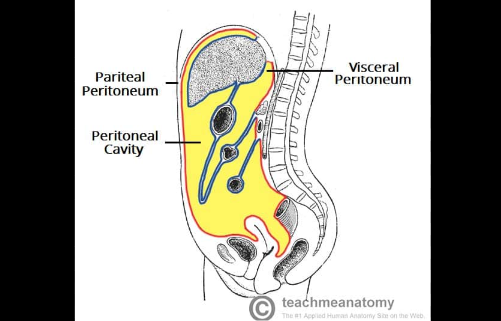 <p><span>Peritoneal membrane</span></p>
