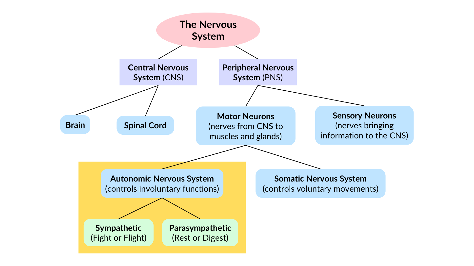 <p>nervous system</p>