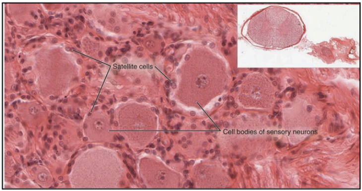 <p>Satellite Cells (Capsular Cells)</p>