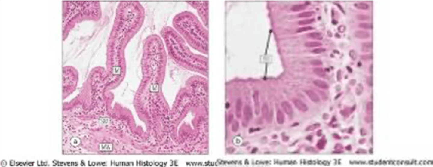 <p>1. Muscular walled sac.</p><p>2. Epithelium - highly folded w/ microvilli, adapted for salt + water absorption.</p><p>3. Proton pumps pump out Na/Cl and osmotic gradient draws water into cells and enters capillary net.</p>