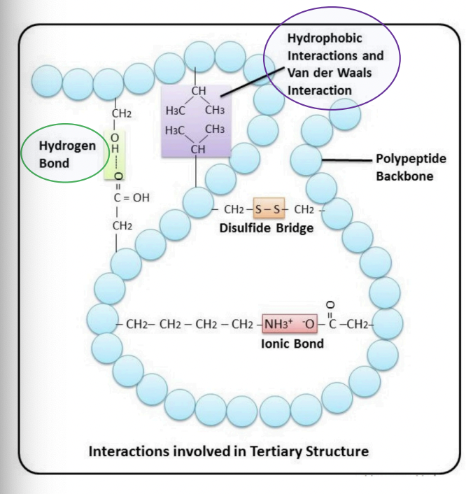 <p>Between the amide groups of the protein backbone</p><p>Between side chains</p><p>(Ser, Asp)</p>