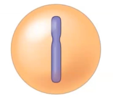 <p>where is the DNA in this picture</p>