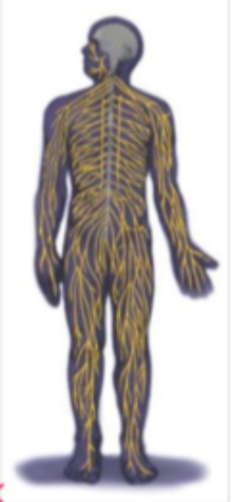 * Somatic NS = what you control, like writing on a piece of paper
* Autonomic NS = what you don’t control, like breathing, heartbeat, etc