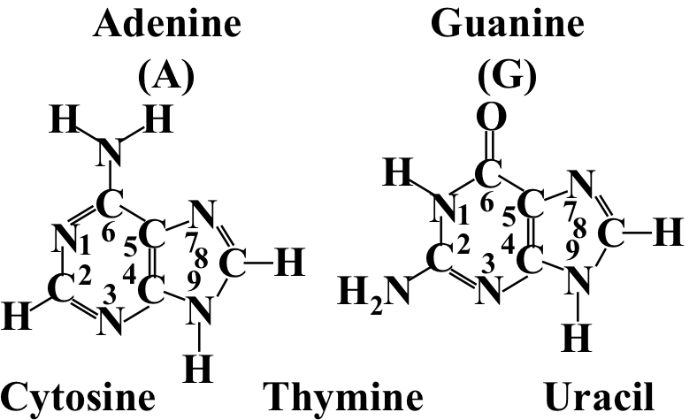 Adenine and guanine. 2-ringed bases