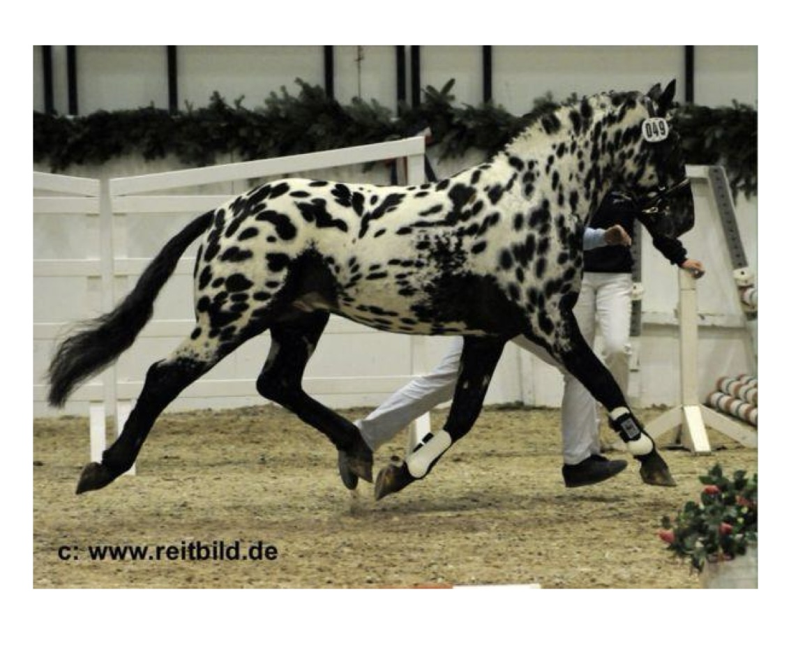 <p>what kind of horse is this?</p>