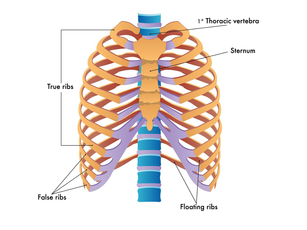 <p>true ribs</p>