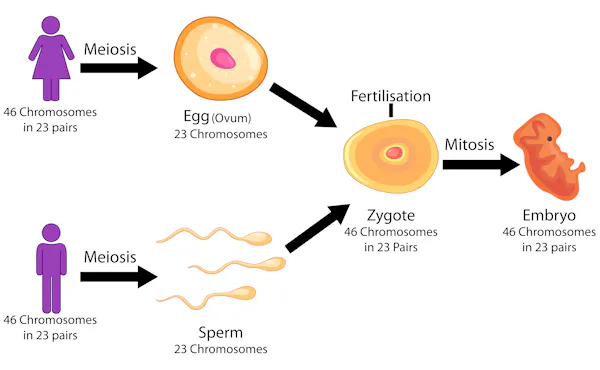 <p><span style="color: purple">Gametes</span>(egg and sperm) with 23 chromosomes fuse together to form a new <span style="color: purple">zygote</span> with<mark data-color="green"> 46 chromosomes</mark></p>