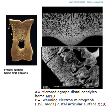 <ul><li><p>forms joint surfaces</p></li><li><p>supports cartilage</p></li><li><p>distributes loads to epiphyseal, metaphyseal and cortical bone</p></li><li><p>variable thickness</p></li><li><p>undulating junction with cartilage (no fibres cross)</p></li><li><p>rich supply of blood vessels, lymphatics and nerves </p></li></ul><p>Relatively complaint:</p><ul><li><p>maintains joint congruency and absorbs impact load</p></li></ul><p></p>