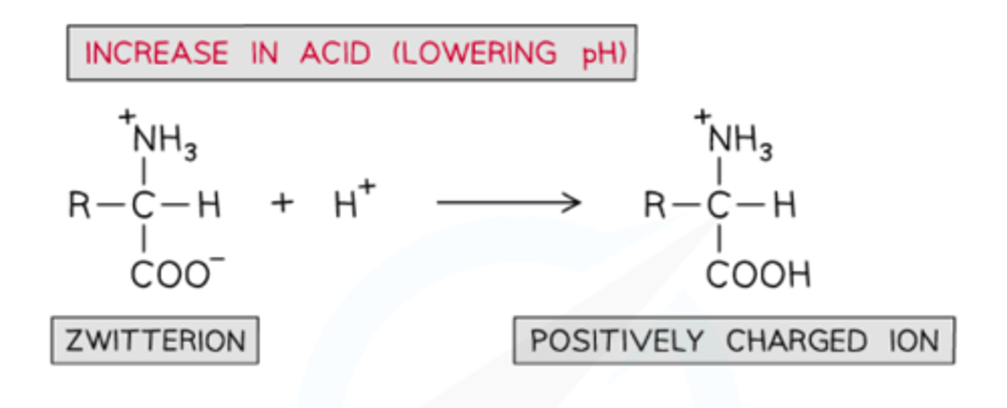 <p>zwitterion gets further protonated, just NH3+</p><p>in 'excess acid' any other NH2 in the R group also becomes NH3+</p>