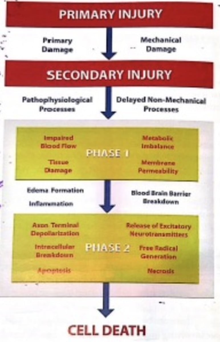 <p>through slow breakdown of brain cells, and ultimate cell death</p>