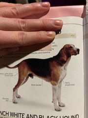 <p>Origin: France</p><p>Height: 24-28 in</p><p>Weight: 66-77 lbs</p><p>Life Span: 10-12 yrs</p><p>Type: Scent Hound</p>