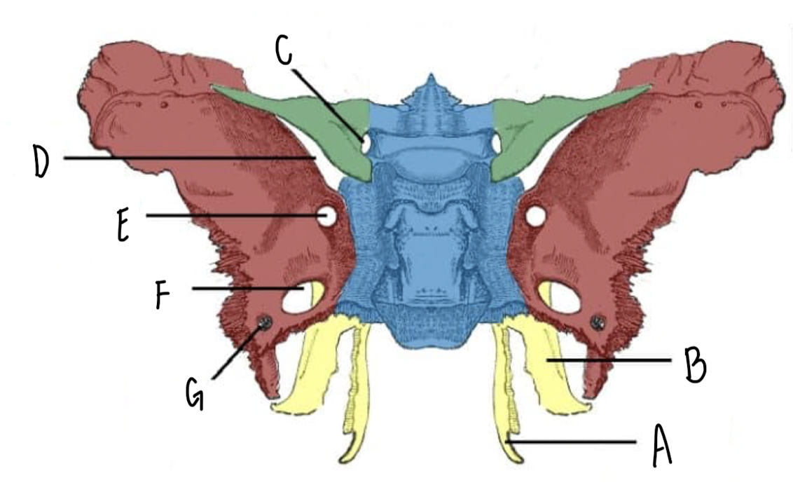 <p>Name the part of the Sphenoid Bone labeled C</p>