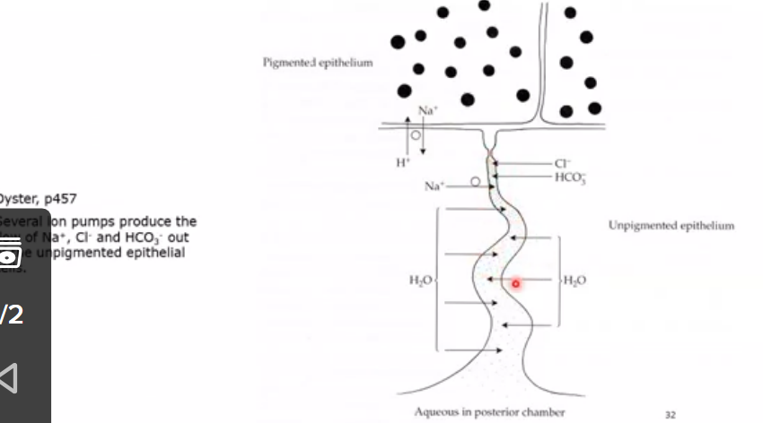 <p>done through sodium potassium exchange pump </p><p>sodium-potassium activated ATPase is an enzyme in the cell membrane </p><p>role is to break down ATP to ADP releasing phosphate which supplies energy for sodium potassium exchange </p><p>mechanism exchanges 3 intracellular Na ions in the ciliary epithelium for 2 extracellular K ions </p><p>the 3 positive charges leave making inside more negative </p><p>net movement of sodium ions to posterior chamber produces a conc gradient which causes water to flow into the chamber by osmosis </p><p>water drawn out of cell and into tight junction area that is then released.</p>