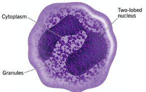 <p>release histamine which causes inflammation </p><ul><li><p>nuclei with two to five lobes </p></li></ul><p></p>