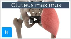 <p>Name of muscle? origin and insertion?</p>