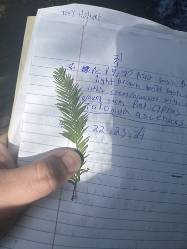 What is this plant?