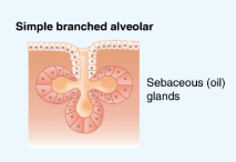 <p>S<span>everal acinar secretory proportions branching from single duct.</span></p>