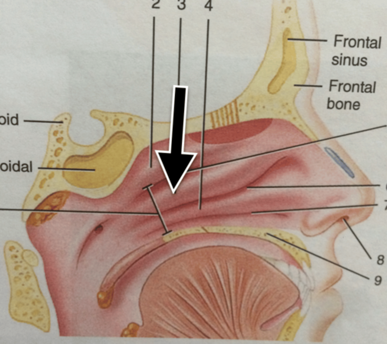 knowt flashcard image