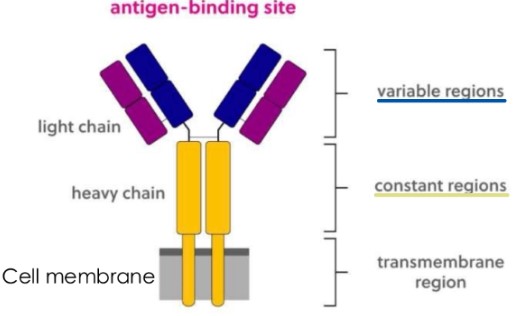 <p>this is a ___ cell receptor</p>