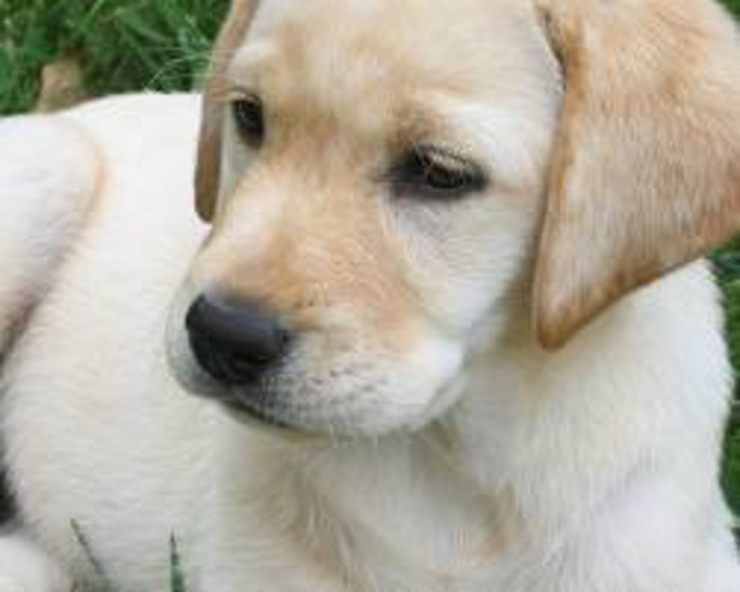 <p>the dog</p>