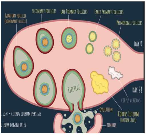<p>tentacle-like that helps the oocyte out of the ovary</p>