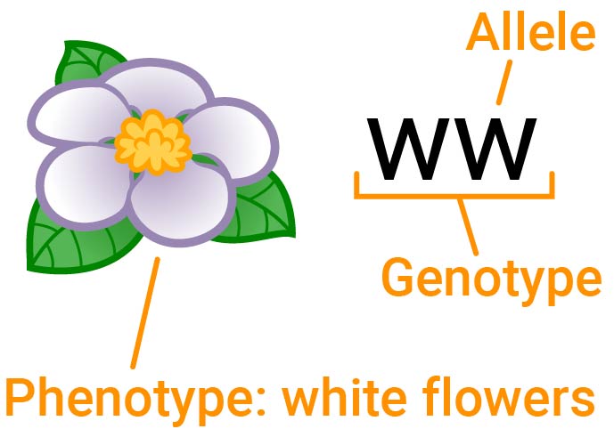 <p>Phenotype are the physical characteristics of an organism whereas genotype are the alleles for a specific gene that can influence phenotypes.</p>