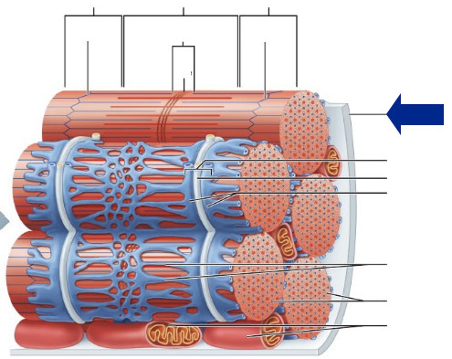 <p>the cell membrane in a muscle cell</p>