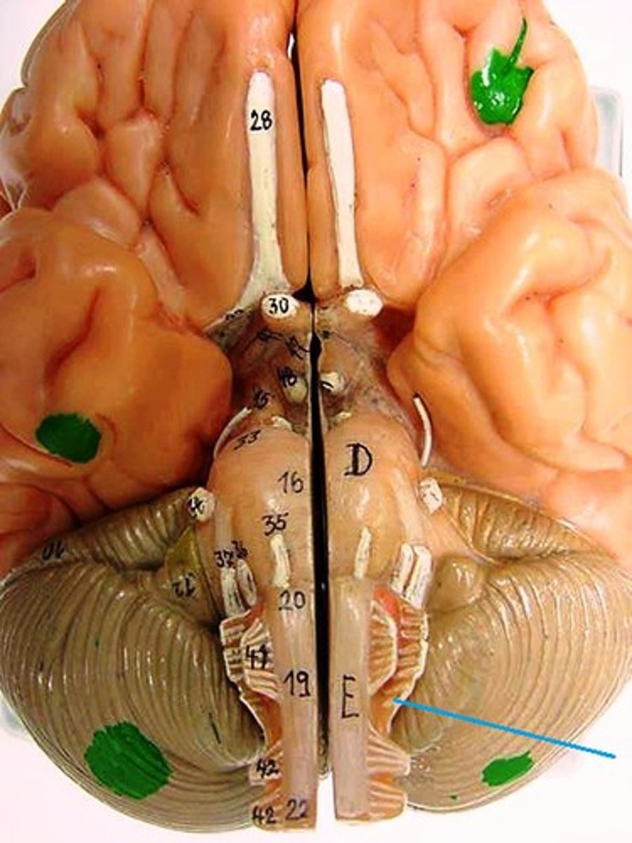 <p>swallowing, head, neck, and shoulder movements</p>