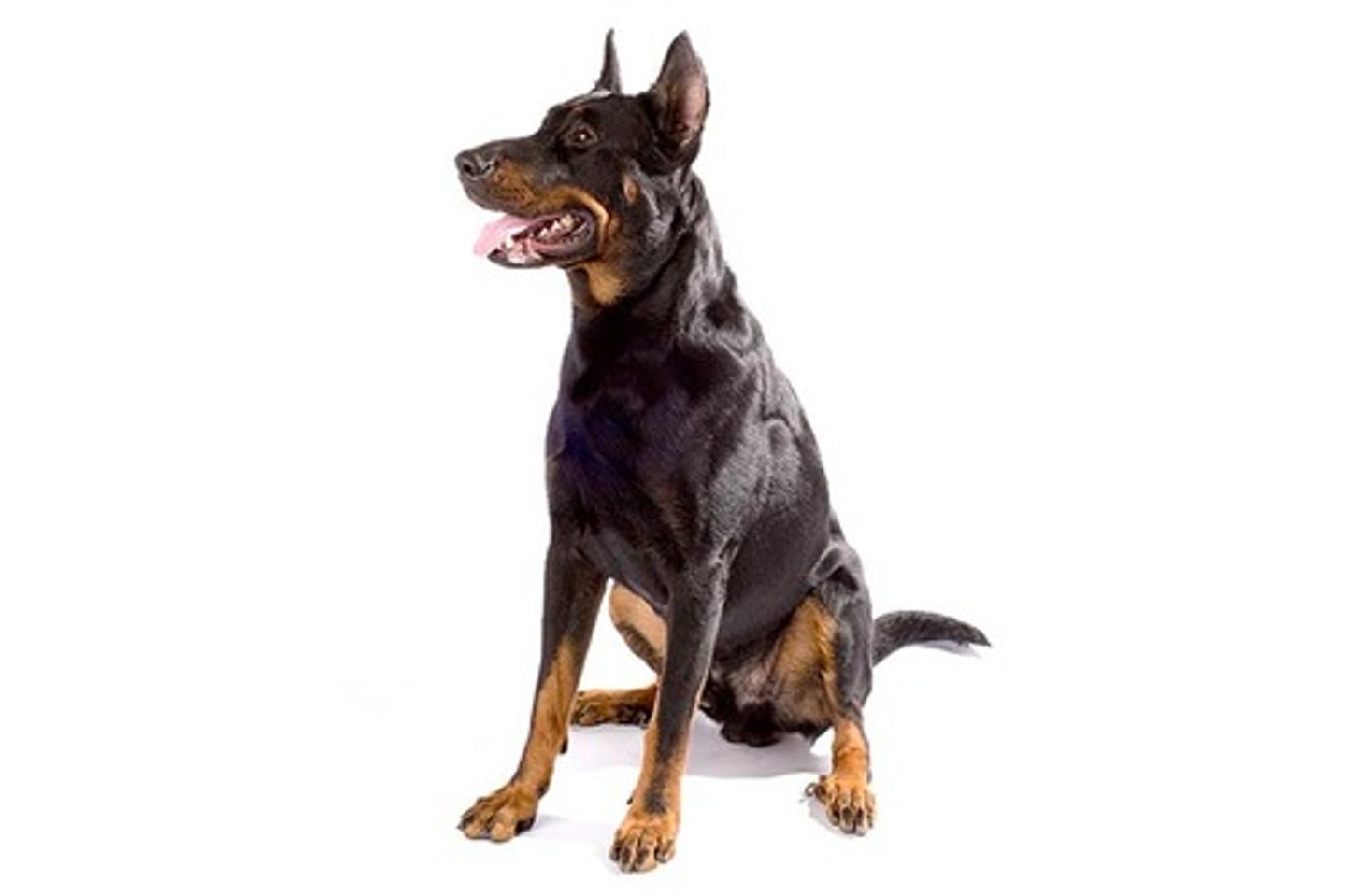 <p>Gentle, Faithful, Obedient</p><p>AKC Breed Popularity: Ranks 140 of 194</p><p>Height: 25.5-27.5 inches (male), 24-26.5 inches (female)</p><p>Weight: 70-110 pounds</p><p>Life Expectancy: 10-12 years</p><p>Group: Herding Group</p>