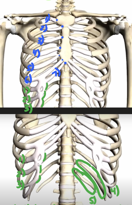 <p>12; 24</p>
