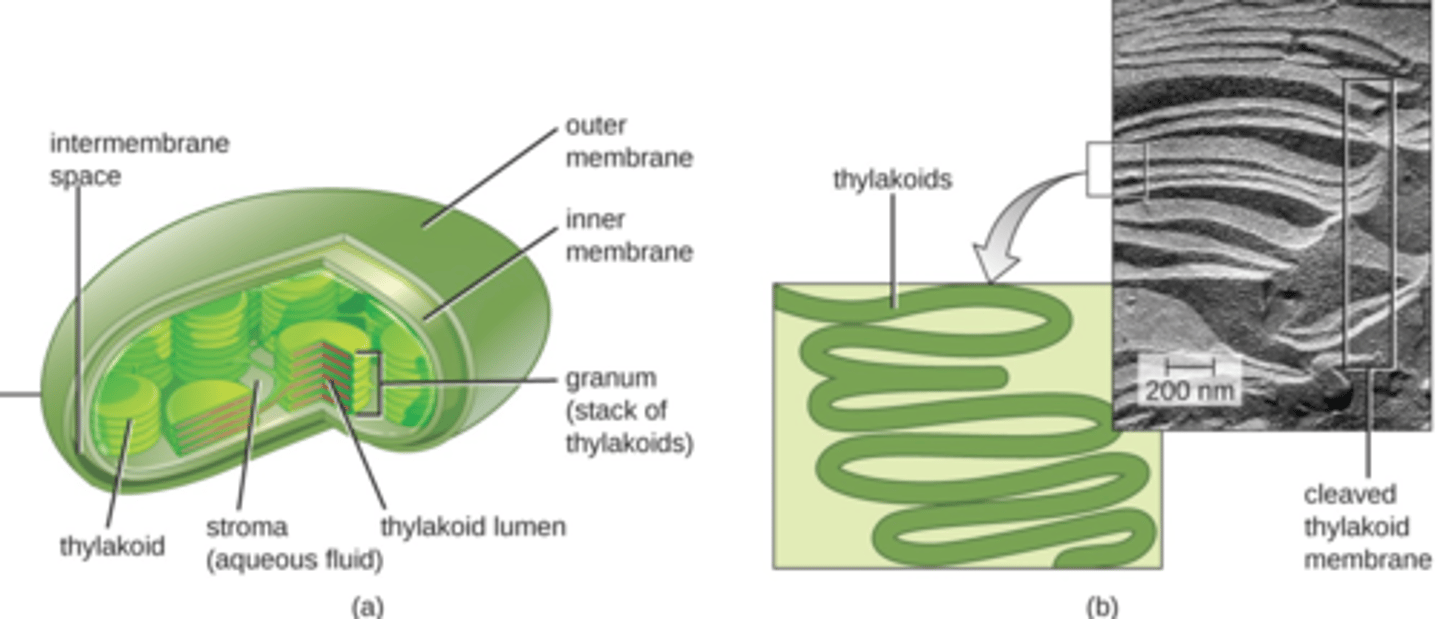 <p>- Double-membrane</p><p>- Stroma, thylakoids, granum, stroma</p><p>- Reproduce by binary fission</p><p>- Semi-autonomous (endosymbiosis)</p>