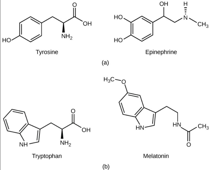 <p>Derived from amino acids </p><ul><li><p>Tryptophan (→ melatonin) and&nbsp;</p></li><li><p>Tyrosine (→ thyroid hormones) (hydrophobic) vs catecholamines (epinephrine and norepinephrine) (hydrophilic)</p></li></ul><p></p>