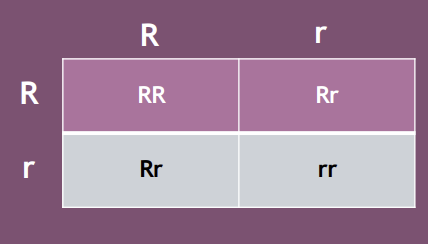 <p>______________ - Genes have two alleles that are either dominant or recessive</p><ul><li><p>Child will inherit one allele from each parent</p></li></ul><p>There are dominant and recessive genes, parents pass them on. If they get even just one dominant gene, the will have it in their phenotype. But, they can still carry a gene if they are recessive</p>