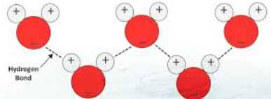<p>Is the attraction between water molecules causes by hydrogen bonding which allows water molecules to stick together.</p><ol><li><p>This allows for Surface tensions - which lets insects and small organisms move on water</p></li><li><p>This helps pull water upward in the Xylem during transpiration. Water moves upward in plants through xylem. As water evaporates from leaves, it pull the next water molecules up like a chain. This is because water molecules stick together by hydrogen bonds, when one water molecule is pulled upward, it drags the others with it—allowing continuous after flow from roots to leaves.</p></li></ol><p></p>