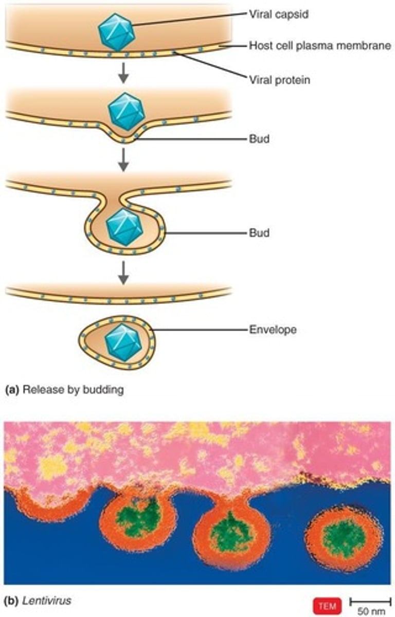 <p>Assembled viruses are released by budding (enveloped viruses) or cell lysis (naked viruses).</p>
