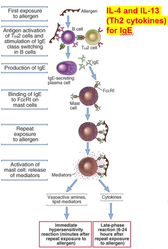 <p><span><span>Immediate hypersensitivity reactions are initiated by the introduction of an allergen, which stimulates TH2 reactions and immunoglobulin E (IgE) production. IgE binds to Fc receptors (FcεRI) on mast cells, and subsequent exposure to the allergen activates the mast cells to secrete the mediators that are responsible for the pathologic reactions of immediate hypersensitivity.&nbsp;</span></span></p>
