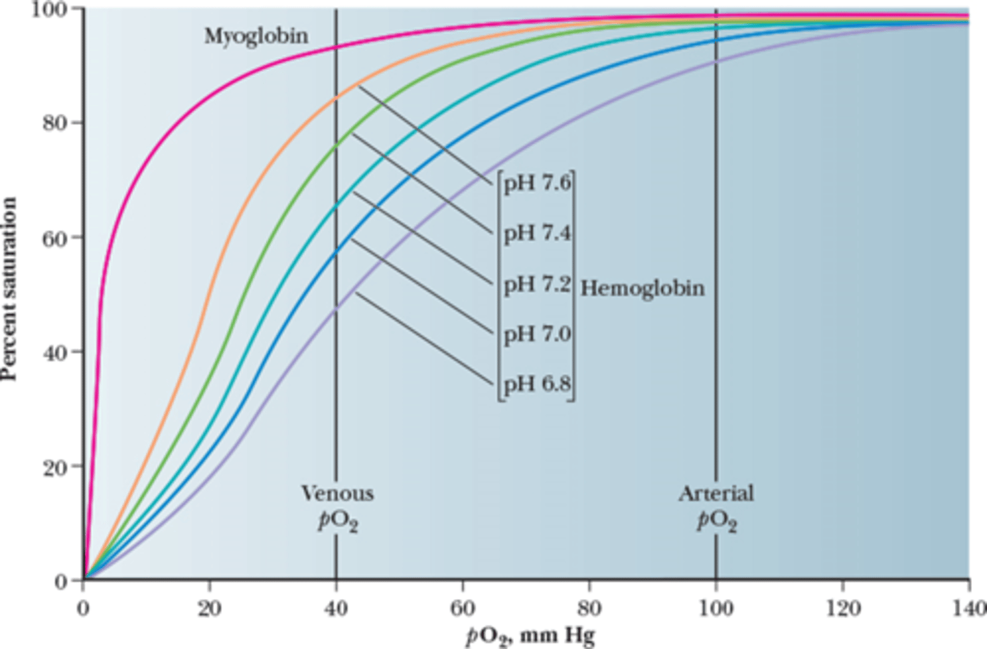 <p>Hemoglobin pH decreases over time (more acidic) because the more oxygenated Hb is, the stronger the acid since it has a lower pKa than its deoxygenated form.</p><p>- The Bohr Effect -> a decrease in the amount of oxygen associated with hemoglobin and other respiratory compounds in response to a lowered blood pH resulting from an increased concentration of carbon dioxide in the blood.</p><p>Myoglobin is NOT affected by pH change because it is only involved with storage, not transport.</p>